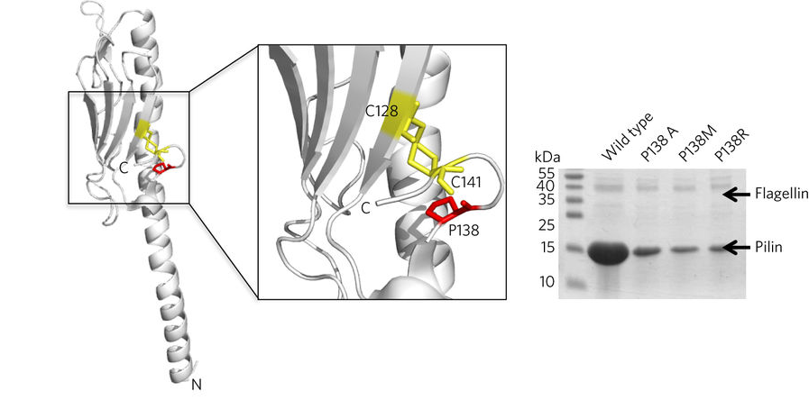Bacteria sugar-coat their pili to fend off phages